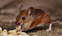24 Hour & Emergency Exterminators in Sand Lake, MN